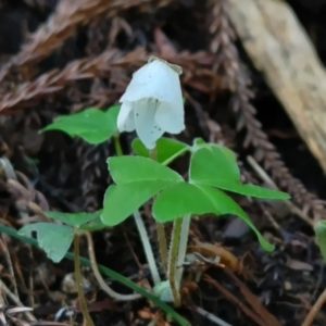 金剛山登山ルート（寺谷ルート）の花