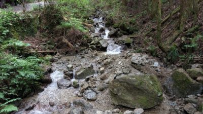 金剛山登山ルート（伏見峠ルート）の沢