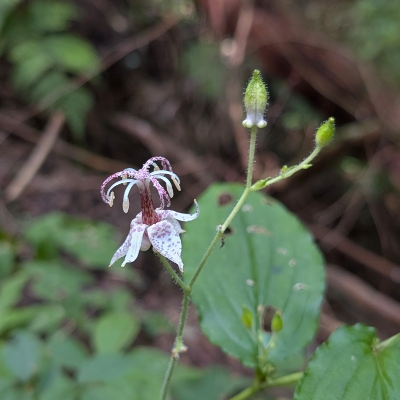 金剛山登山ルート(寺谷ルート)の花