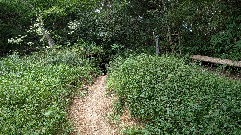 金剛山　下山ルート　六地蔵　ツツジオ　タカハタ　松の木