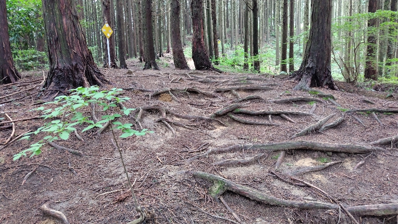 金剛山登山ルート（ダイアモンドトレール）