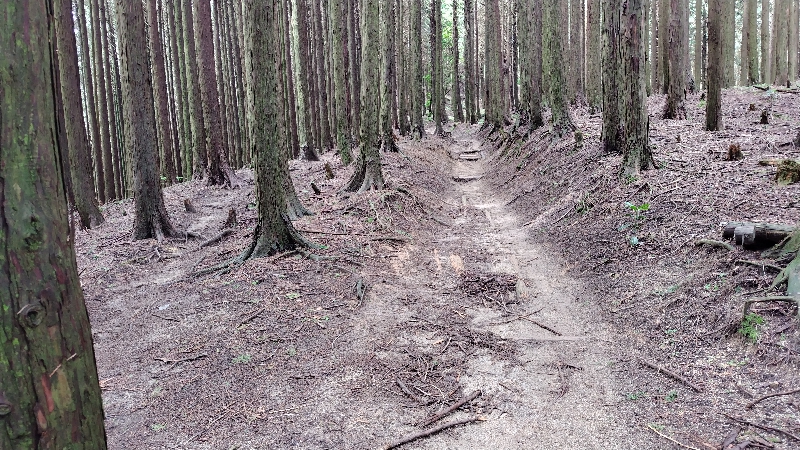 金剛山登山ルート（ダイアモンドトレール）