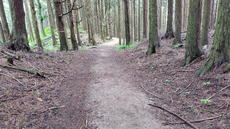金剛山登山ルート（ダイアモンドトレール）