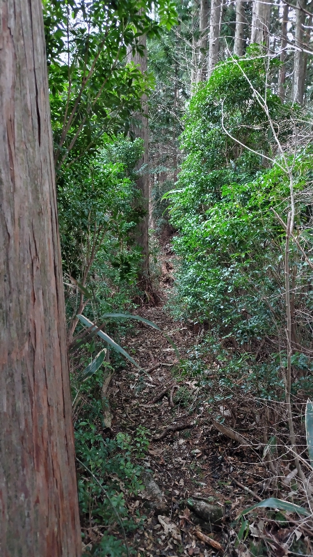 金剛山登山ルート(香南荘尾根ルート)