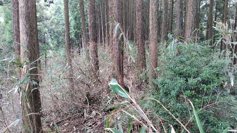 金剛山登山ルート(香南荘尾根ルート)