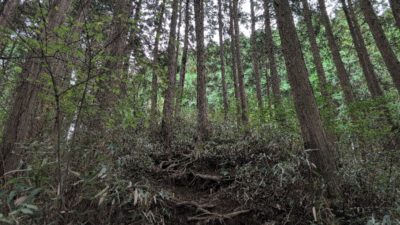 金剛山登山ルート（香南荘尾根ルート）