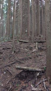 金剛山登山ルート（香南荘尾根ルート）