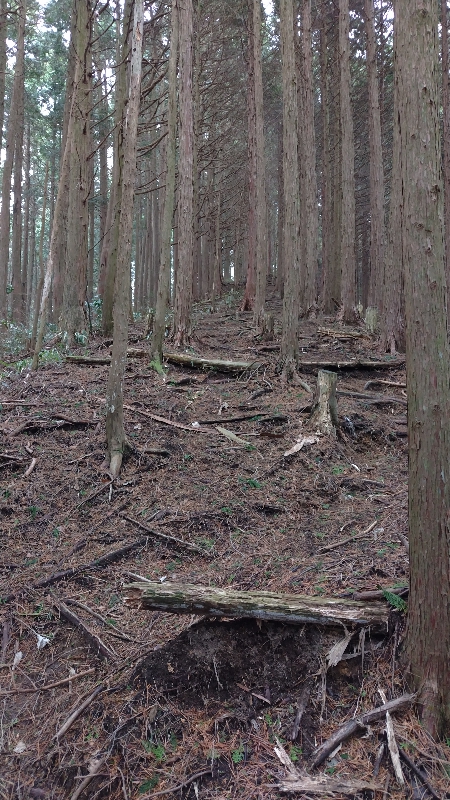 金剛山登山ルート(香南荘尾根ルート)