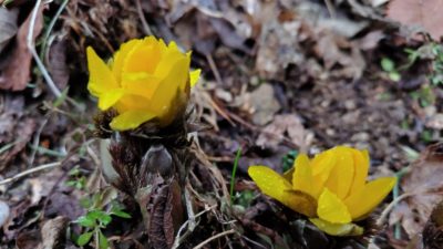 金剛山登山ルート（遊歩道）