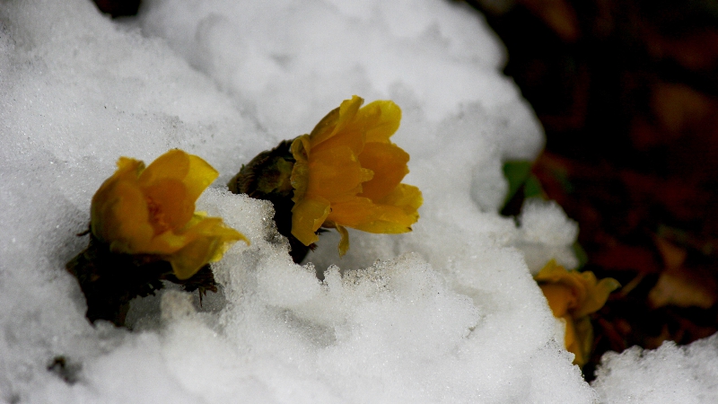 金剛山登山ルート(遊歩道)