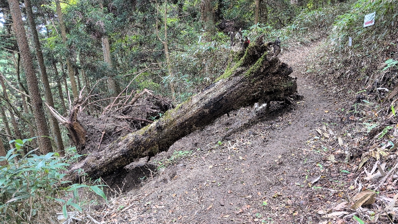 金剛山登山ルート(遊歩道)