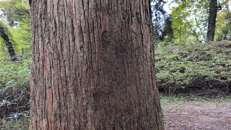 金剛山登山ルート(遊歩道)