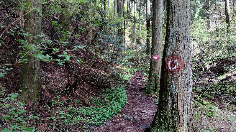 金剛山登山ルート（細尾谷ルート）