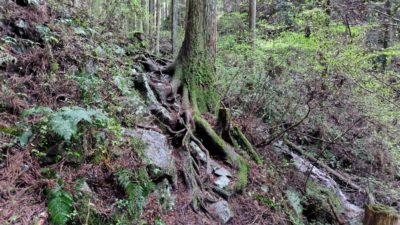 金剛山登山ルート（細尾谷ルート）