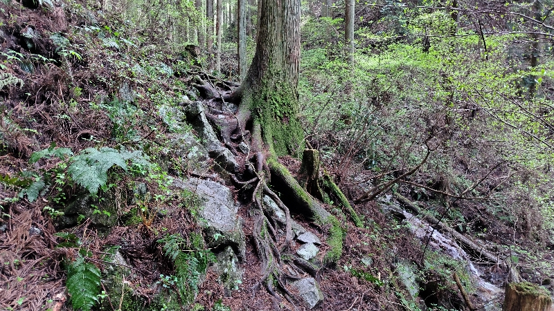 金剛山登山ルート（細尾谷ルート）