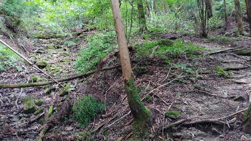 金剛山登山ルート（細尾谷ルート）派生