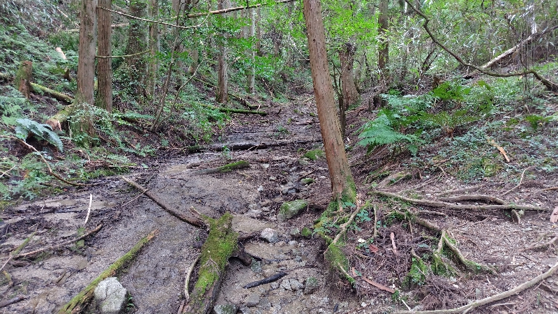 金剛山登山ルート（細尾谷ルート）
