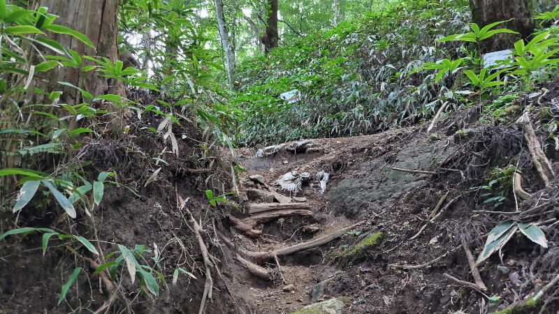 金剛山登山ルート（細尾谷ルート）