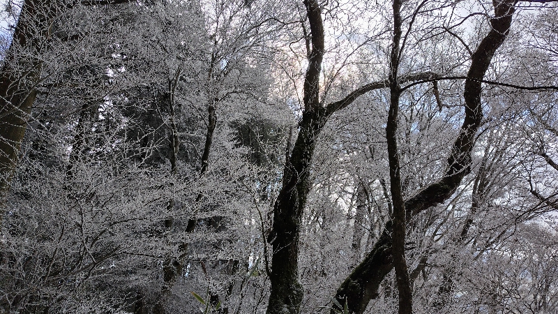金剛山登山ルート（文殊中尾根ルート）
