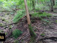 金剛山登山ルート（細尾谷ルート）