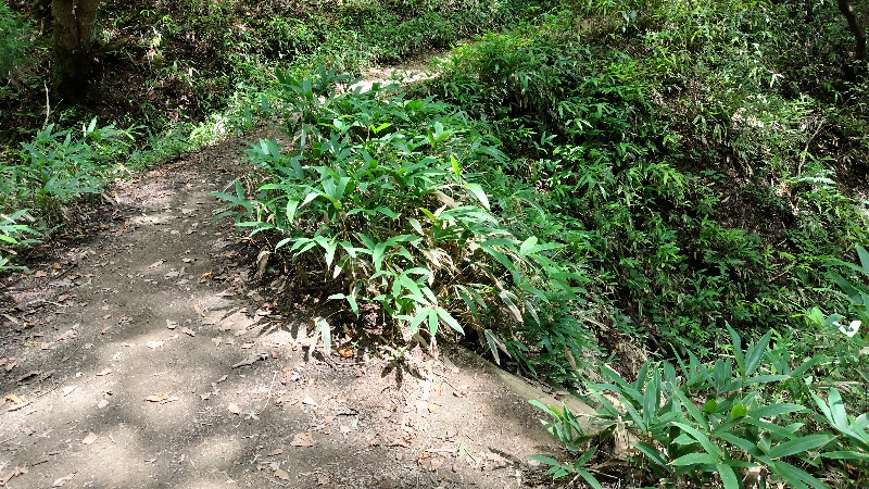 金剛山登山ルート（細尾谷ルート）派生