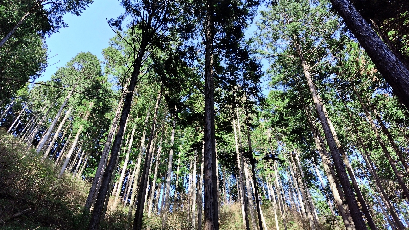 金剛山登山ルート(馬の背ルート)