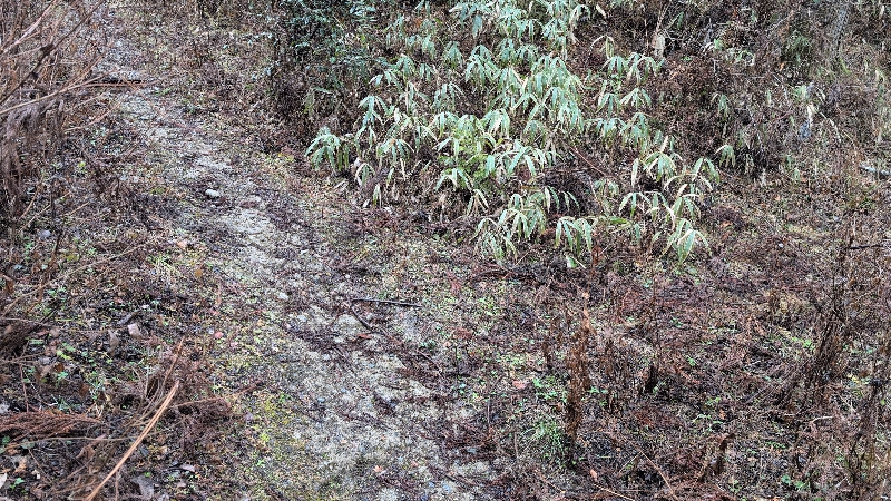 金剛山登山ルート（黒栂谷ルート）