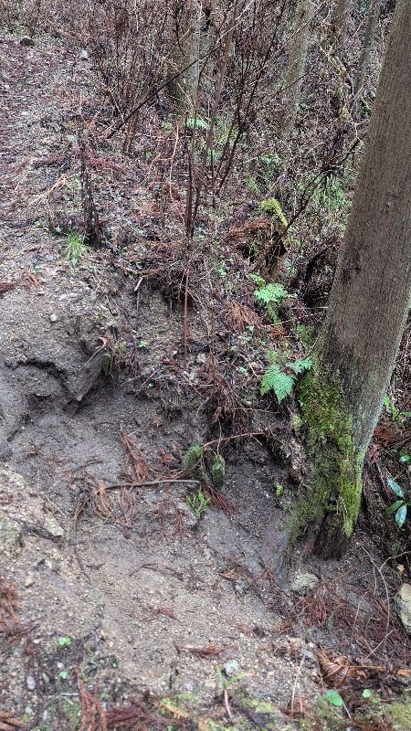 金剛山登山ルート（黒栂谷ルート）
