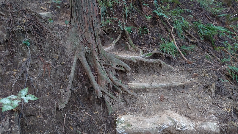 金剛山登山ルート(太尾東尾根ルート)