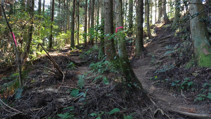 金剛山登山ルート(太尾東尾根ルート)