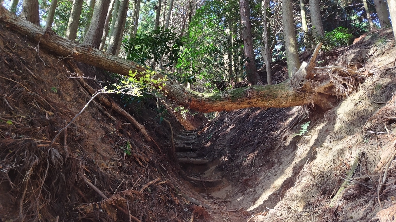金剛山登山ルート(太尾東尾根ルート)