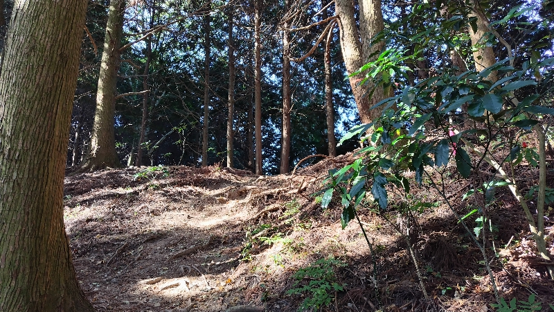 金剛山登山ルート(太尾東尾根ルート)