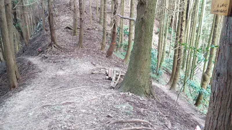 金剛山登山ルート(太尾東尾根ルート)