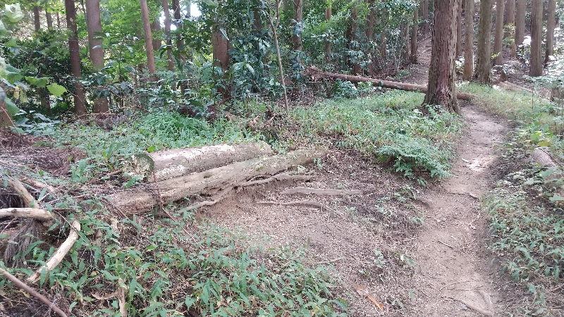 金剛山登山ルート（太尾西尾根ルート）