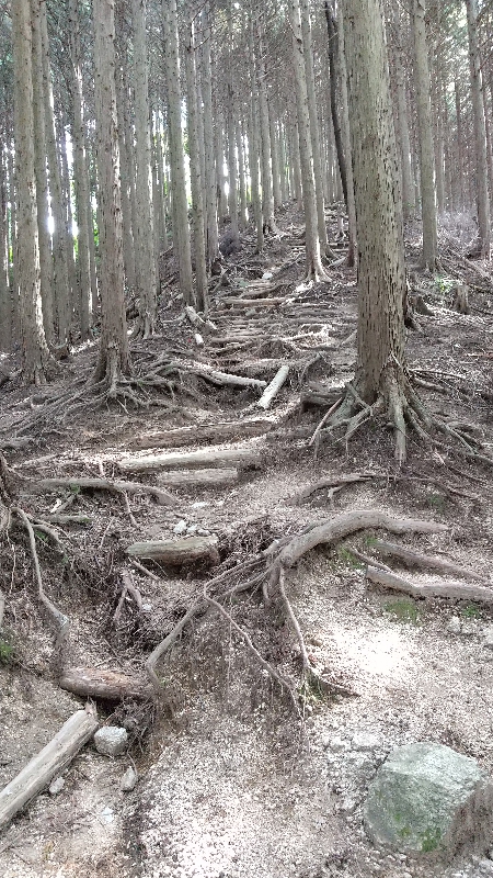 金剛山登山ルート（太尾西尾根ルート）