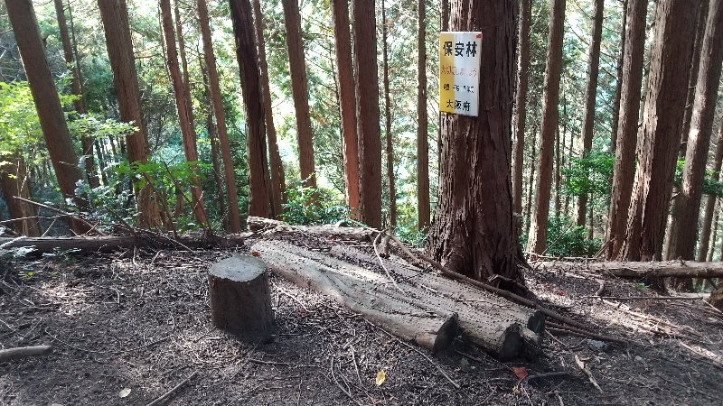 金剛山登山ルート（太尾西尾根ルート）