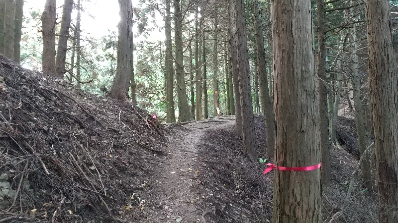 金剛山登山ルート（太尾西尾根ルート）