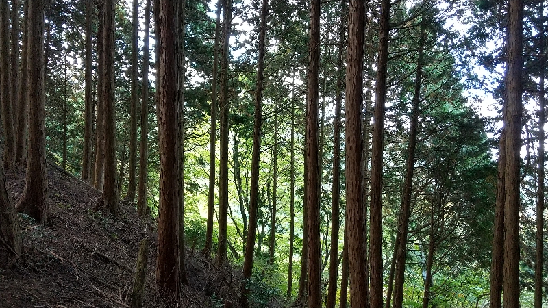 金剛山登山ルート（太尾西尾根ルート）