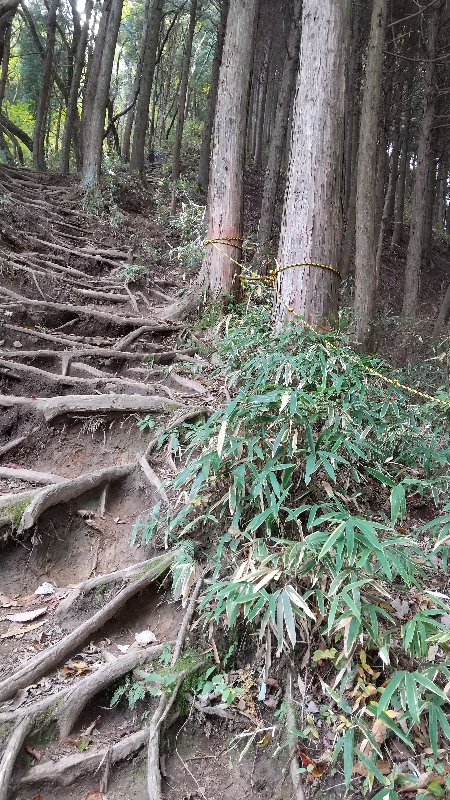 金剛山登山ルート（太尾西尾根ルート）