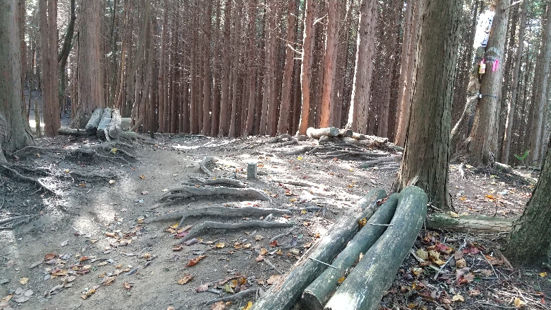 金剛山登山ルート（太尾西尾根ルート）