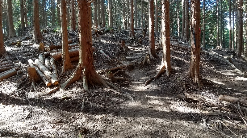 金剛山登山ルート（太尾西尾根ルート）