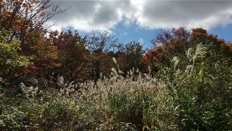 金剛山登山ルート（太尾西尾根ルート）