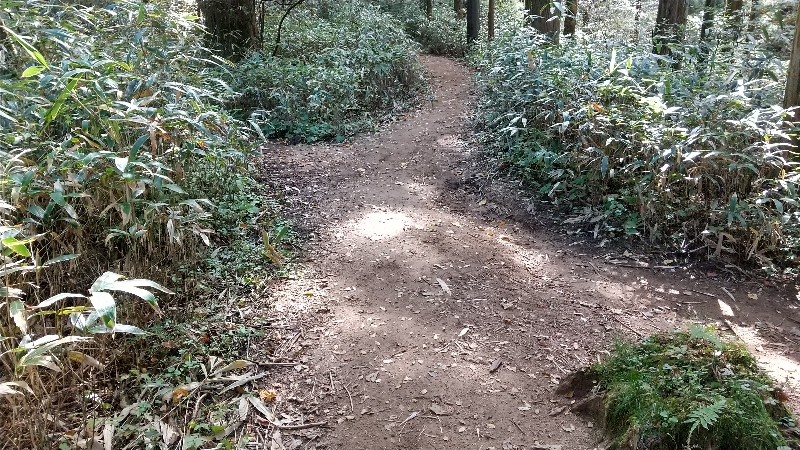 金剛山登山ルート（太尾西尾根ルート）